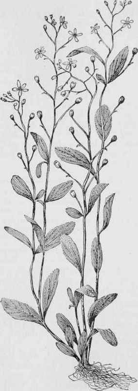 Brook Weed. Water Pimpernel. (Samolus floribundus)