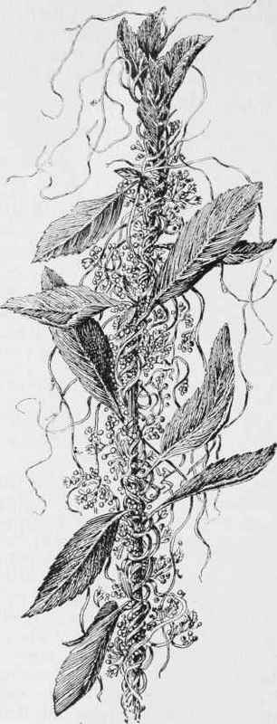Common Dodder (Cuscuta Gronovii)