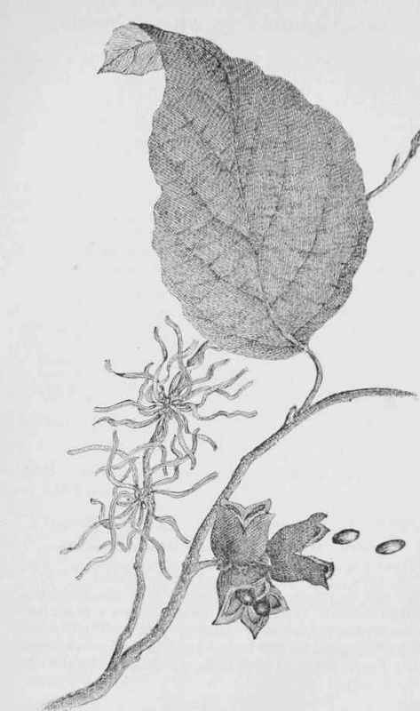 Witch hazel (Hamamelis virginiana)