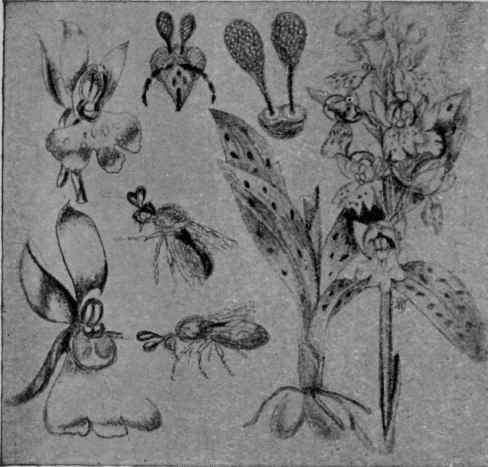 Fig. 11. Fertilization of Orchids by Bees.