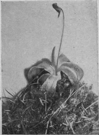 Fig. 9. Butterwort and Round leaved Sundew.