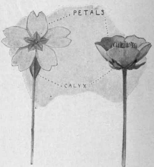 Fig. i. Blossoms of Primrose and Buttercup, showing petals and calyx.