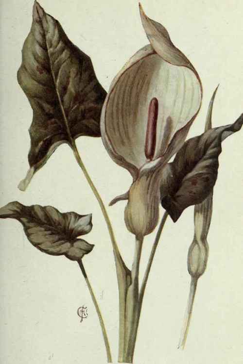Plate IV. Arum.