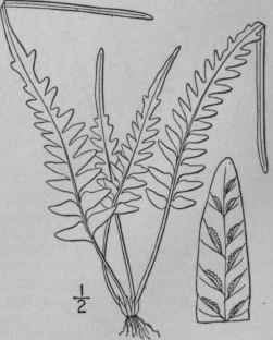 1 Asplenium Ebenoides R R Scott Scott s Spleenwort 58