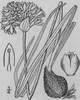 10 Allium Nuttallii S Wats Nuttall s Wild Onion 1252