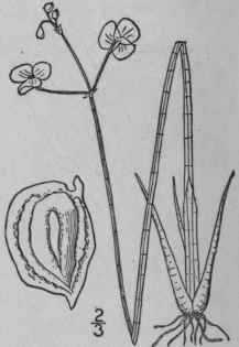 11 Sagittaria Teres S Wats Slender Sagittaria 241