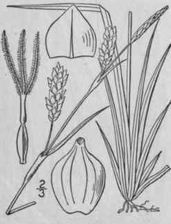 112 Carex Panicea L Grass Like Sedge Carnation Gra 979