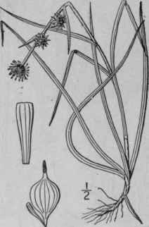 12 Sparganium Hyperbdreum Laest Northern Bur Reed 173
