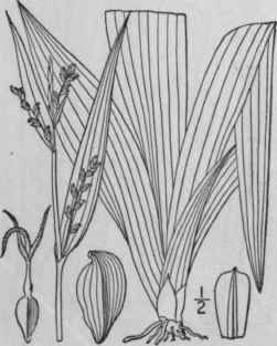 124 Carex Albursina Sheldon White Bear Sedge 991