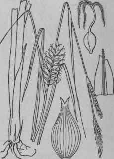 198 Carex Walteriana Bailey Walter s Sedge 1065