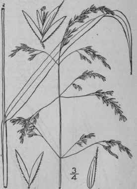 2 Cinna Latifolia Trev Griseb Slender Wood Or Swee 486