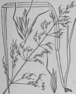 2 Trisetum Flavescens L Beauv Yellow False Oat 524