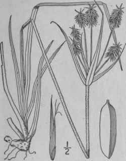 29 Cyperus Retrofractus L Torr Rough Cyperus 749