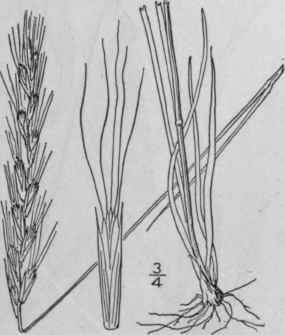 3 Elymus Vulpinus Rydb Rydberg S Wild Rye 702