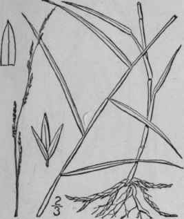 3 Muhlenbergia Sobolifera Muhl Trin Rock Dropseed 441