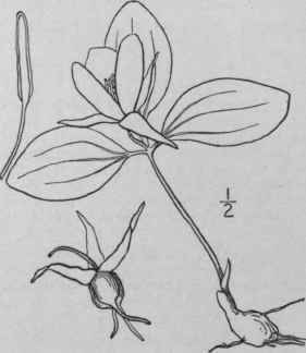 3 Trillium Recurvatum Beck Prairie Wake Robin 1302