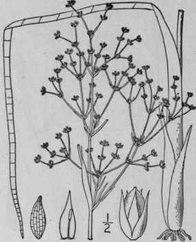 45 Juncus Debilis A Gray Weak Rush 1211