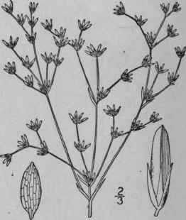47 Juncus Diffusissimus Buckley Diffuse Rush 1212
