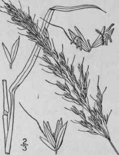 54 Arrhenatherum Beauv Agrost 55 P1 11 F 5 1812 531