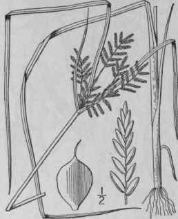 7 Cyperus Sabulosus Mart Schrad Elegant Cyperus 727