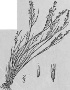 8 Agrostis Geminata Trin Twin Bent Grass 494