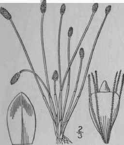 8 Eleocharis Ovata Roth R S Ovoid Spike Rush 765