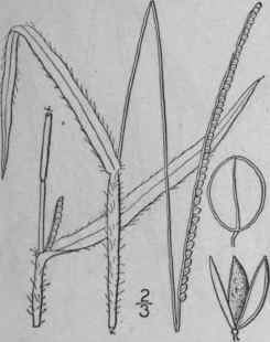 8 Paspalum Pubescens Muhl Pubescent Paspalum 296