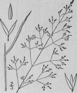 9 Agrostis Schweinitzii Trin Thin Grass 495