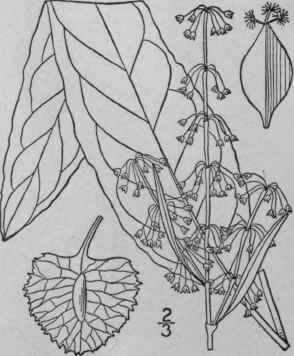 9 Rumex Patientia L Patience Dock Garden Patience 1606