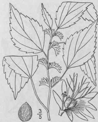 1 Acalypha Ostryaef Lia Ridd Hornbeam Three Seeded 1064