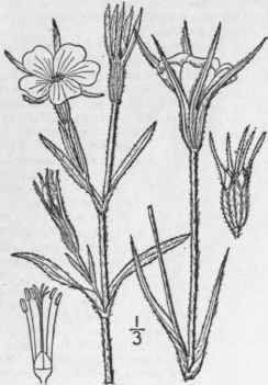 1 Agrostemma Githago L Corn Cockle Corn Rose Corn  141