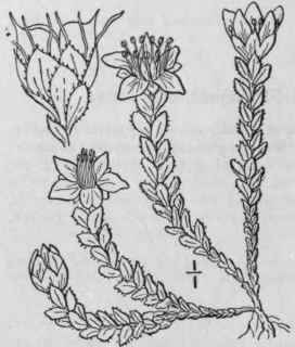 1 Antiphylla Oppositif Lia L Fourr Purple Or Mount 494