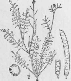 1 Arabis Virginica L Trelease Virginia Rock Cress 411