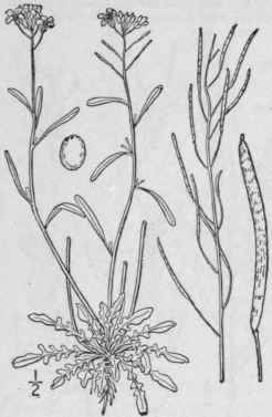 1 Arabis Virginica L Trelease Virginia Rock Cress 412