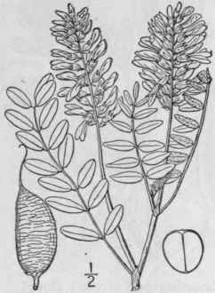 1 Astragalus Mollissimus Torr Woolly Loco Weed Or  877