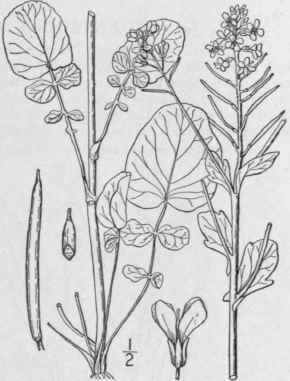 1 Barbarea Barbar A L Macm Yellow Rocket Or Cress 407