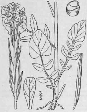 1 Barbarea Barbar A L Macm Yellow Rocket Or Cress 408
