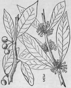 1 Bumelia Lycioides L Pers Southern Or Carolina Bu 1647