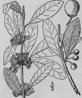 1 Bumelia Lycioides L Pers Southern Or Carolina Bu 1648