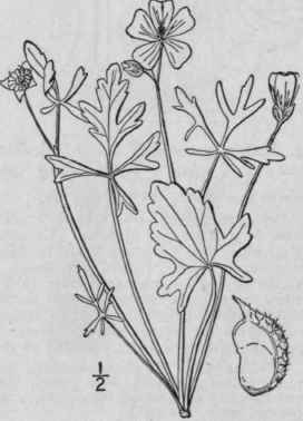 1 Callirho Alceoides Michx A Gray Light Poppy Mall 1195