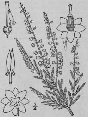 1 Calluna Vulg Ris L Salisb Ling Heather Moor Beso 1593