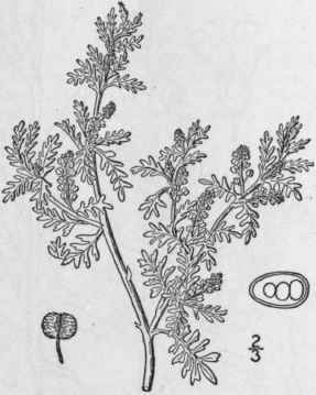 1 Carara Didyma L Britton Lesser Wart Cress 385