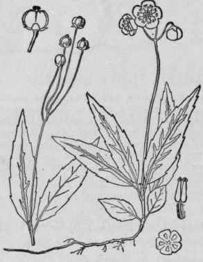 1 Chimaphila Macul Ta L Pursh Spotted Wintergreen 1548