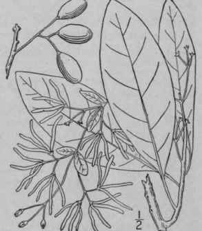 1 Chionanthus Virginica L Fringe Tree 1666