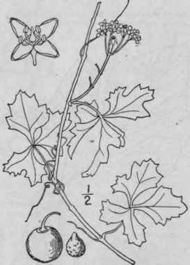 1 Cissus Incisa Nutt Des Moulins Cut Leaved Cissus 1183