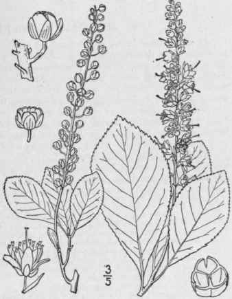 1 Clethra Alnif Lia L Sweet Pepper Bush White Or S 1537