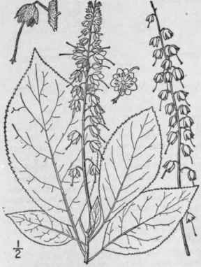 1 Clethra Alnif Lia L Sweet Pepper Bush White Or S 1538