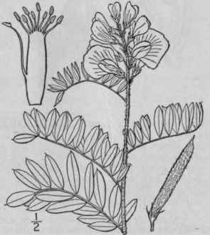 1 Cracca Virgini Na L Cat Gut Wild Sweet Pea Goat  863