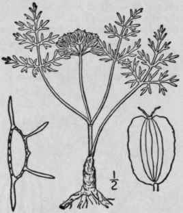 1 Cymopterus Aca Lis Pursh Rydberg Plains Cymopter 1487