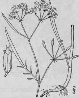 1 Cynosciadium Pinn Tum Dc Pinnate Cynosciadium 1491